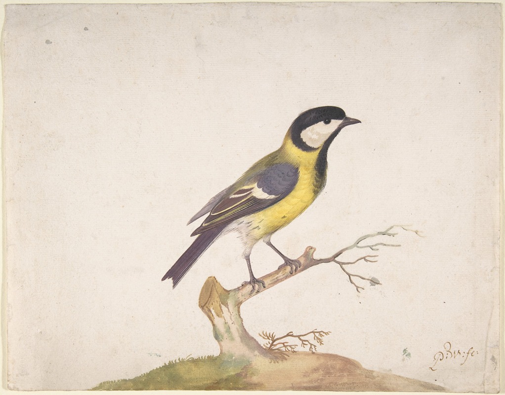 A Great Titmouse (Parus major) Perched on a Branch — Pieter Withoos