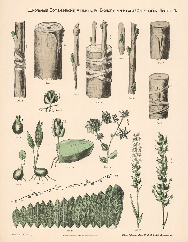 Plant shoots by Alexander-Paul Henckel, 1905 — digital art print download