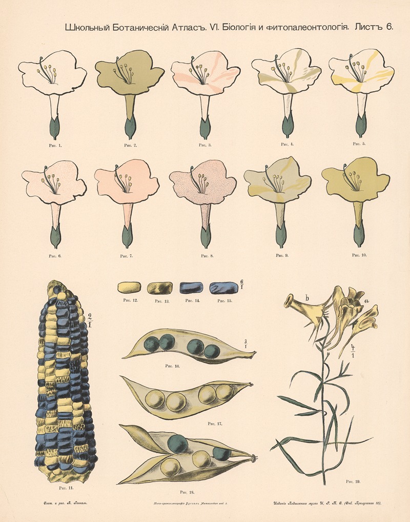 Color of plants — Alexander-Paul Henckel