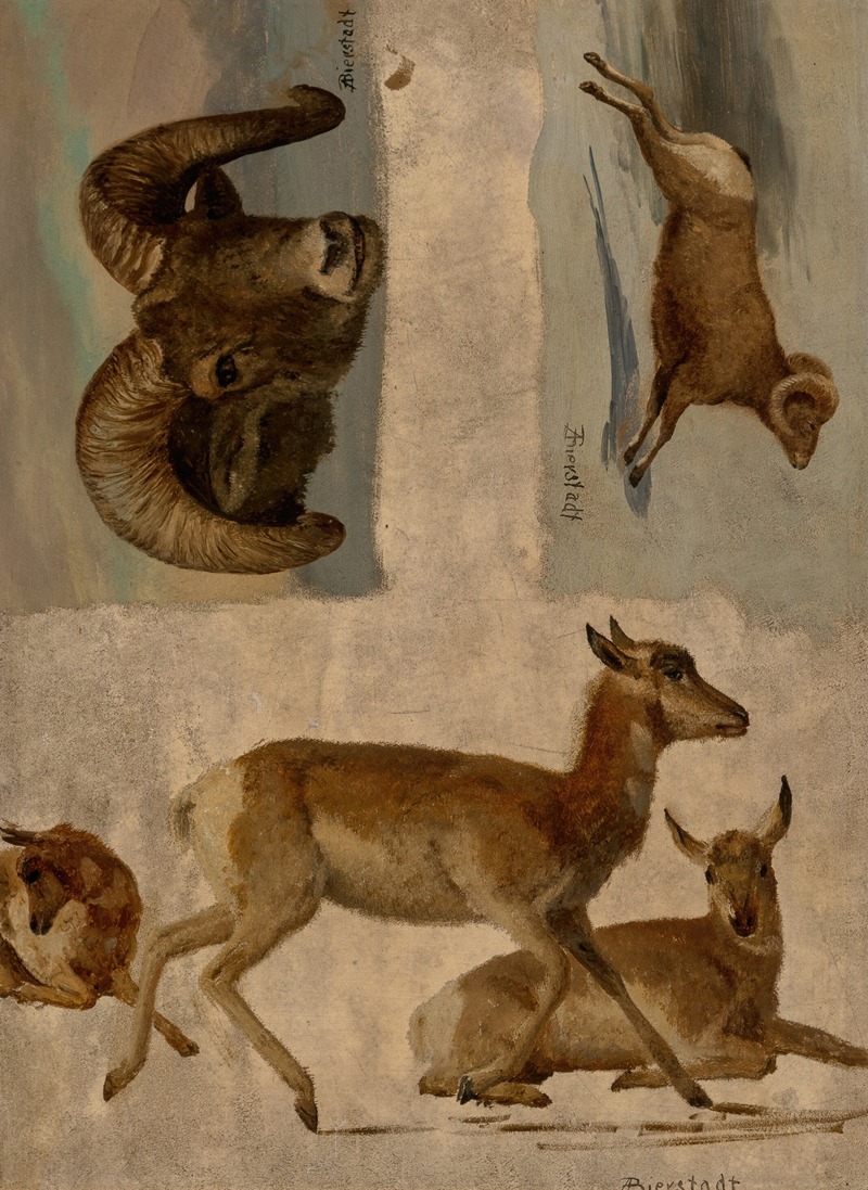 Study of Bighorn Sheep and Antelope — Albert Bierstadt