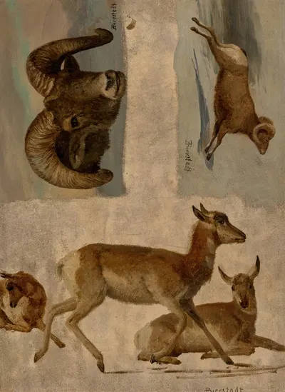 Study of Bighorn Sheep and Antelope by Альберт Бирштадт — digital art print download