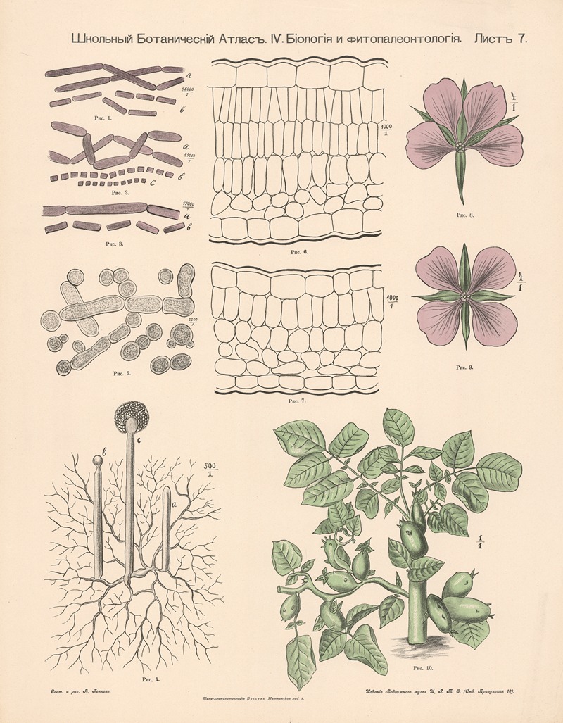 Structure of plant parts — Alexander-Paul Henckel
