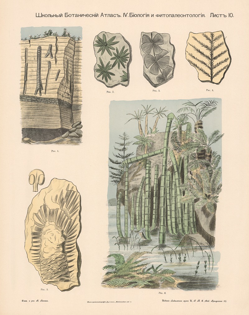 Reed plants. Petrifications. by Alexander-Paul Henckel, 1905 — digital art print download