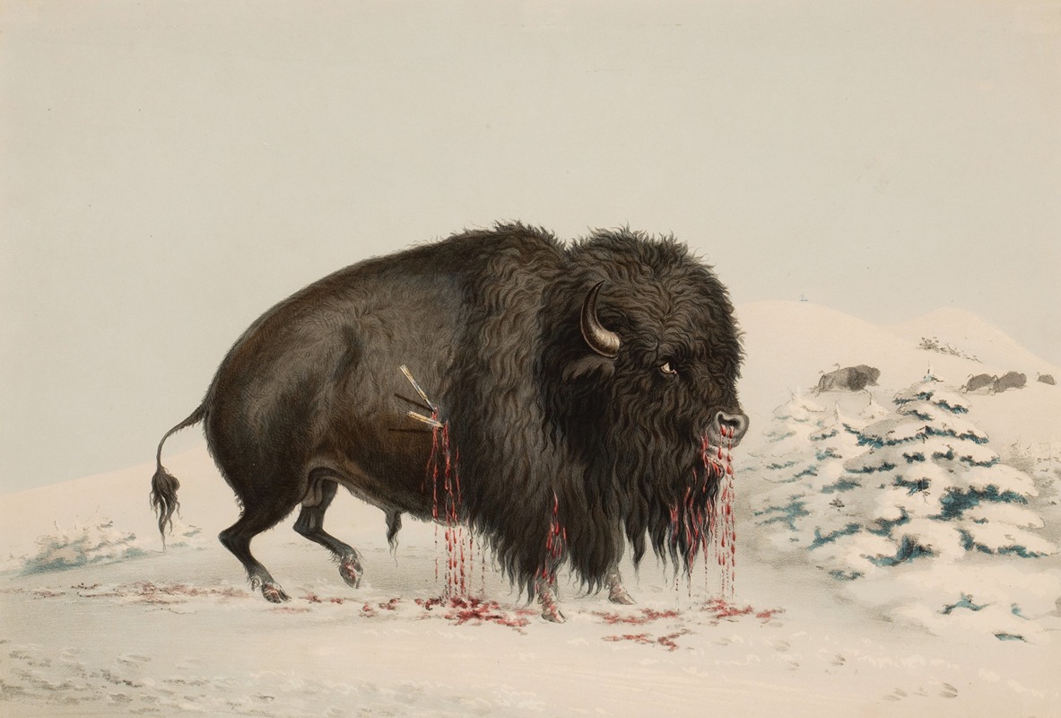 Wounded Buffalo Bull by George Catlin, 1844 — digital art print download