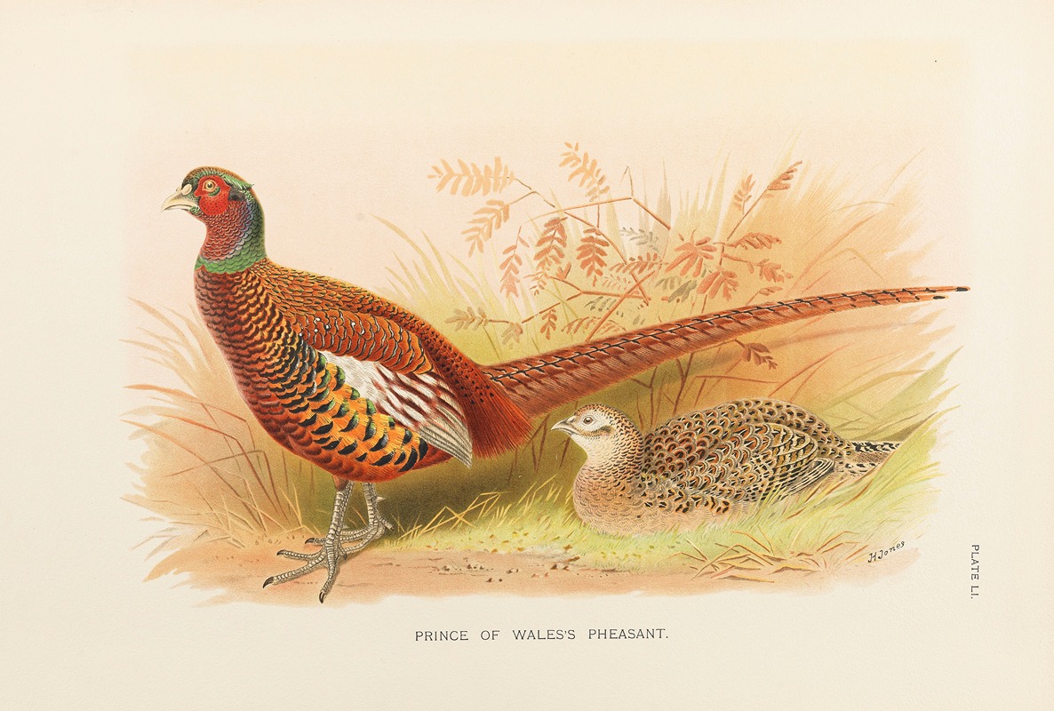 Prince of Wale's Pheasant — William Beebe