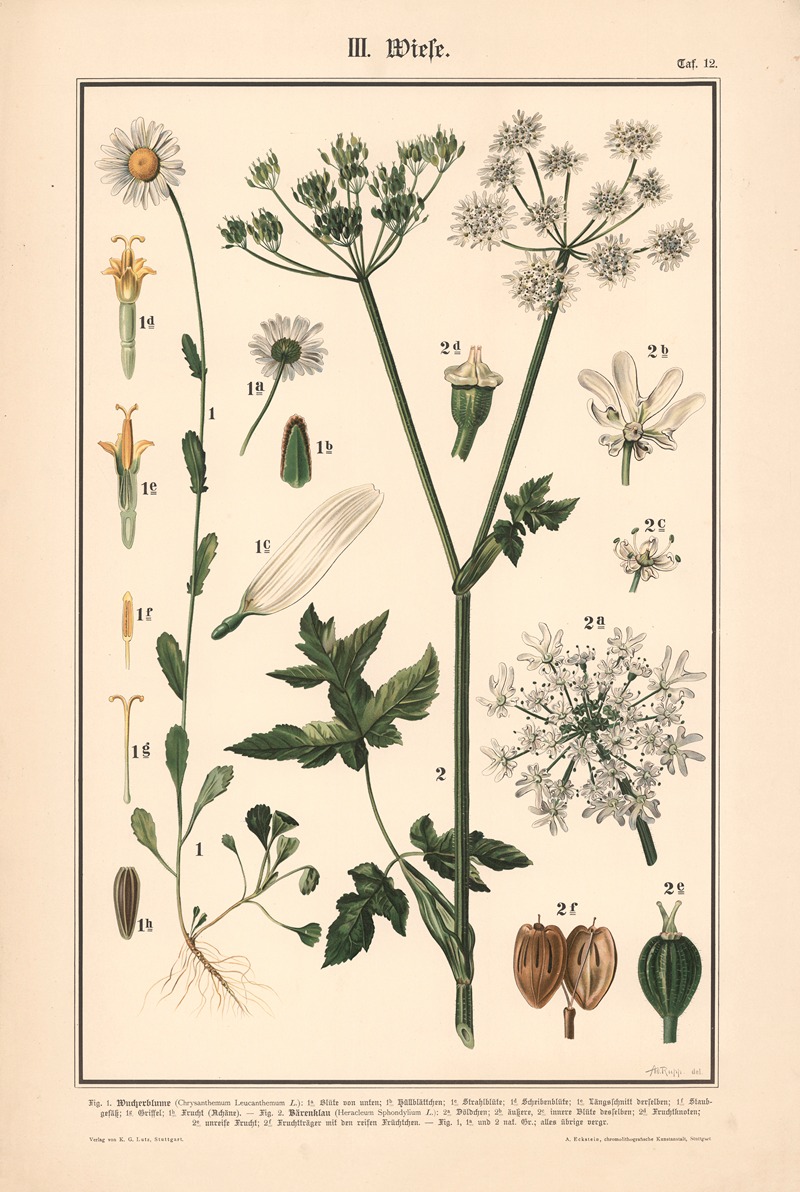 Tansy, Cow Parsnip by Adolph Rupp, 1911 — digital art print download