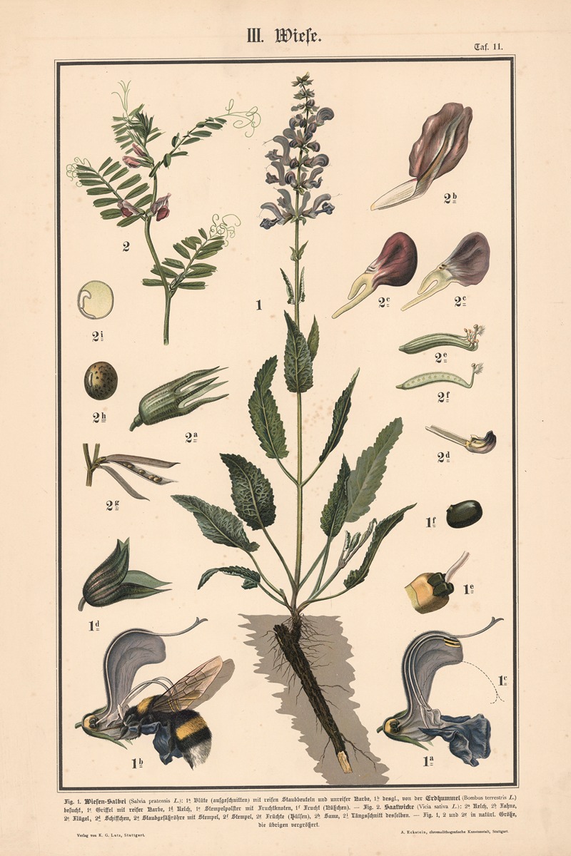 Meadow sage, Common vetch by Albert Kull, 1911 — digital art print download
