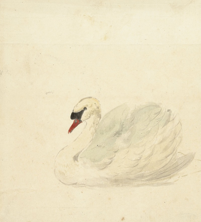 Knobbelzwaan by Аерт Шоуман, 1720 - 1792 — digital art print download