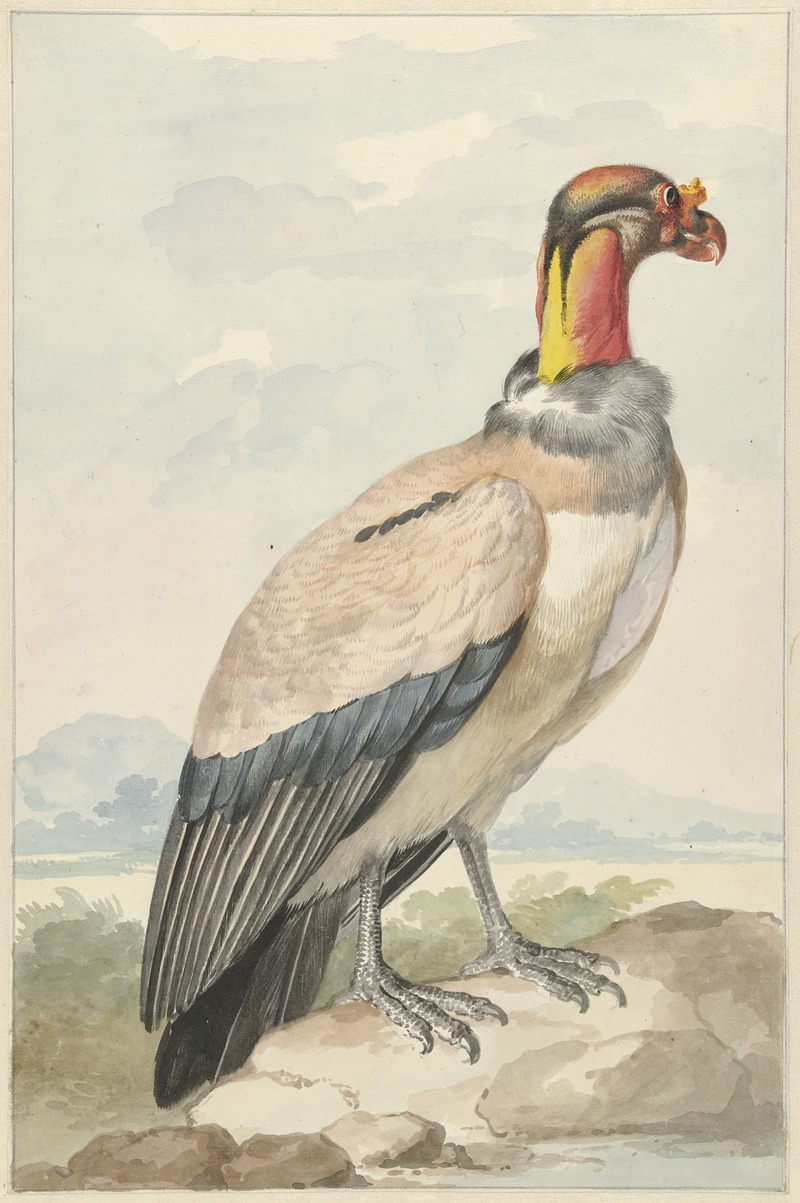 Koningsgier (Sarcoramphus papa) — Аерт Шоуман