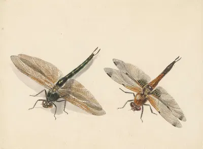 Studie van twee libellen by Albertus Steenbergen, 1824 - 1900 — digital art print download