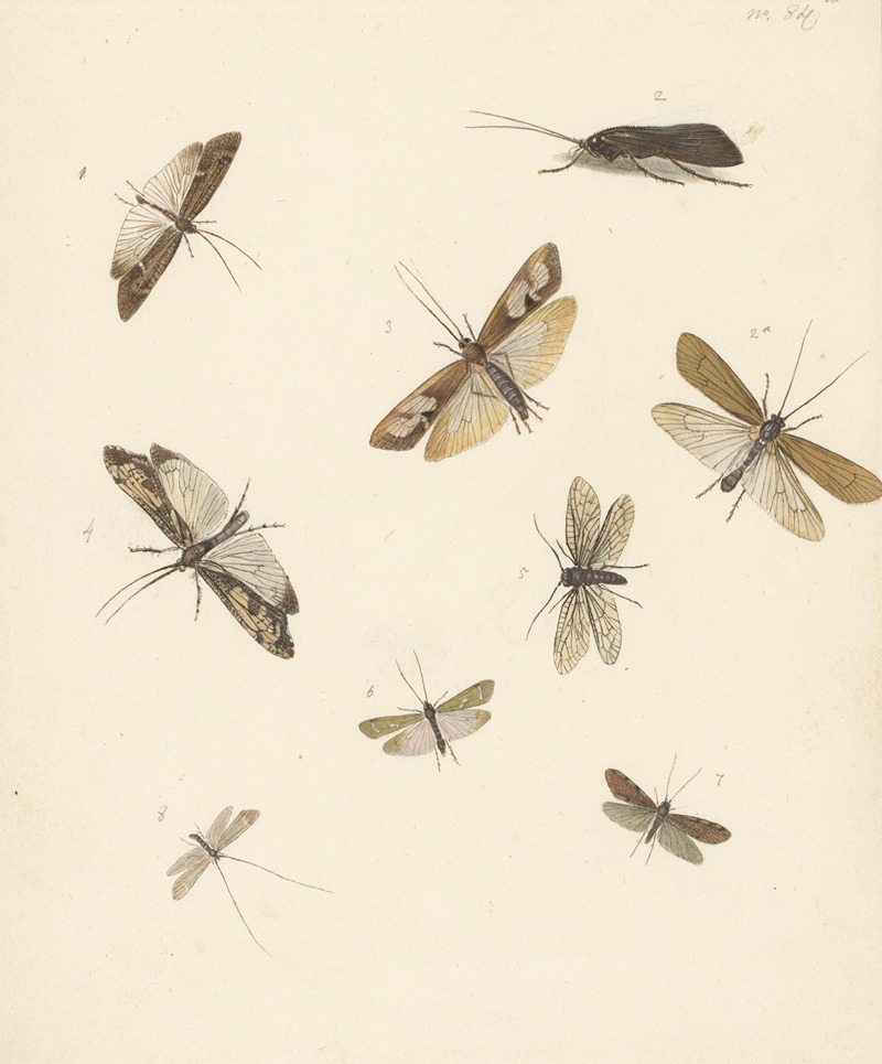 Studieblad met acht nachtvlinders — Albertus Steenbergen