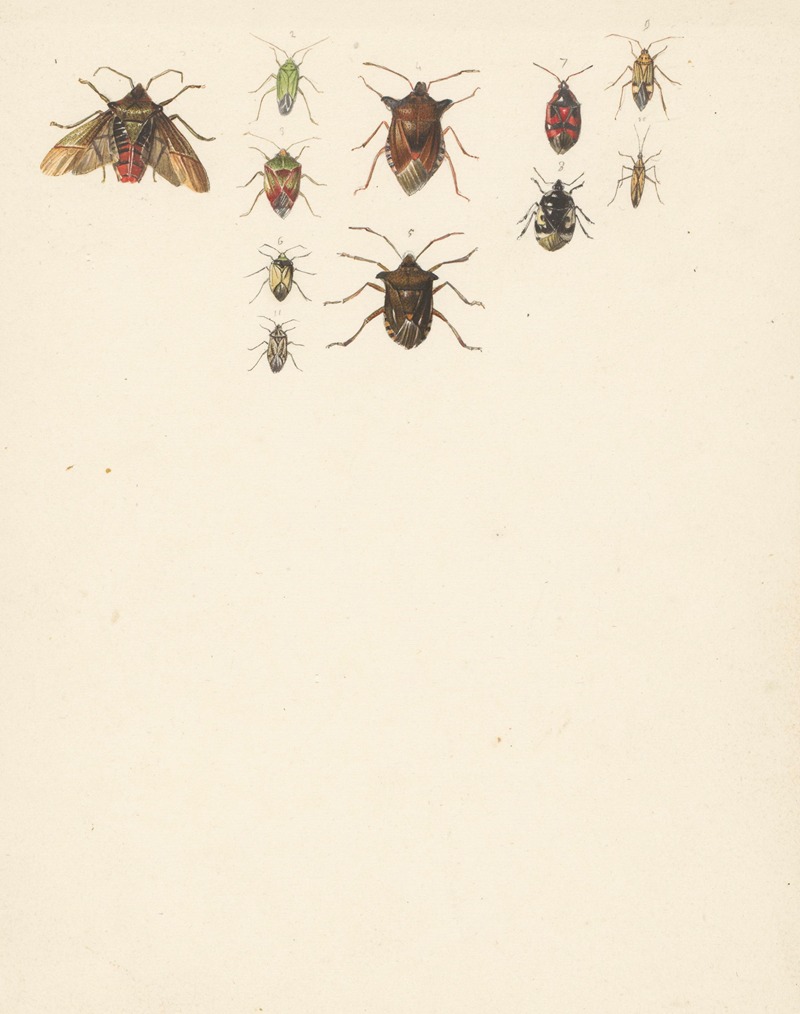Studieblad met elf verschillende kevers by Albertus Steenbergen, 1824 - 1900 — digital art print download