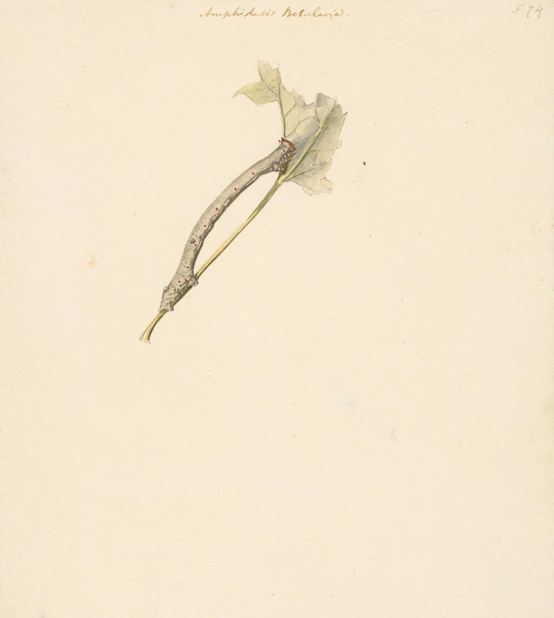 Studieblad met rups, Amphidasis Betularia — Albertus Steenbergen