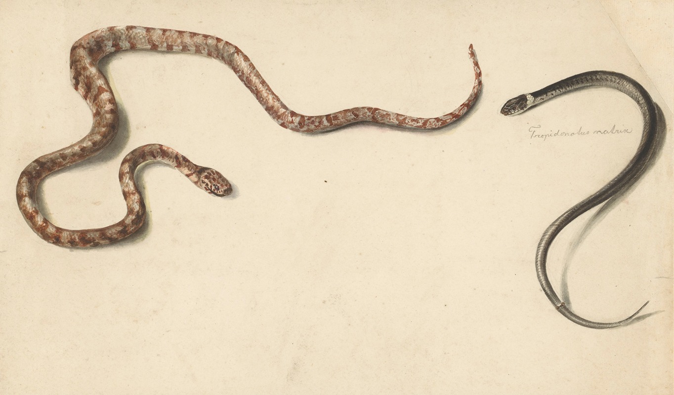 Twee tropische slangen — Albertus Steenbergen