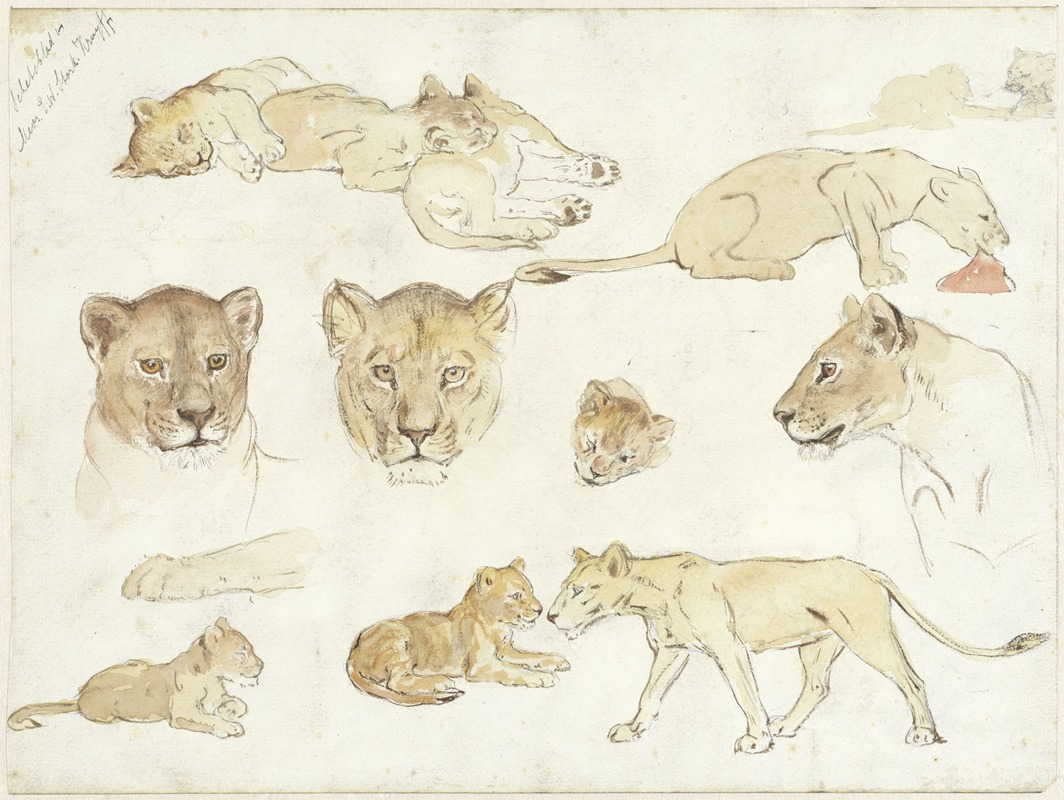 Studies van leeuwen by Анна Мария Круйфф, 1880 - 1946 — digital art print download