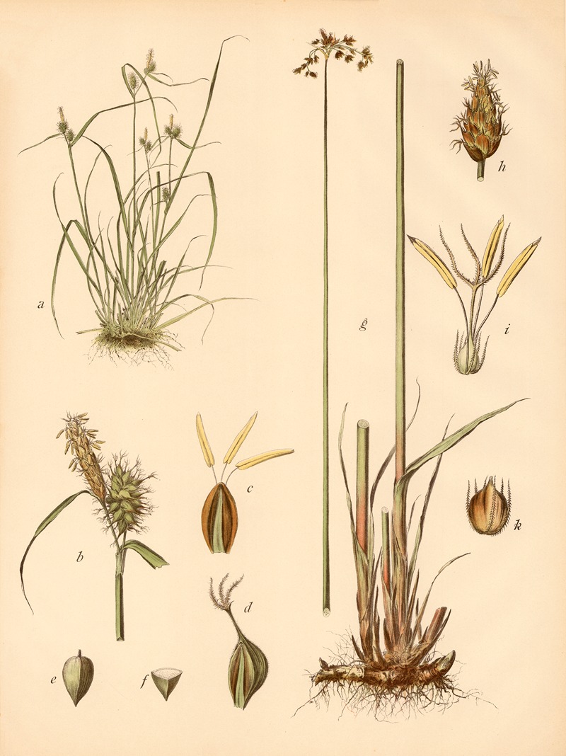 SeeSimse u. Gelbe Segge by C. Dietrich, 1911 — digital art print download