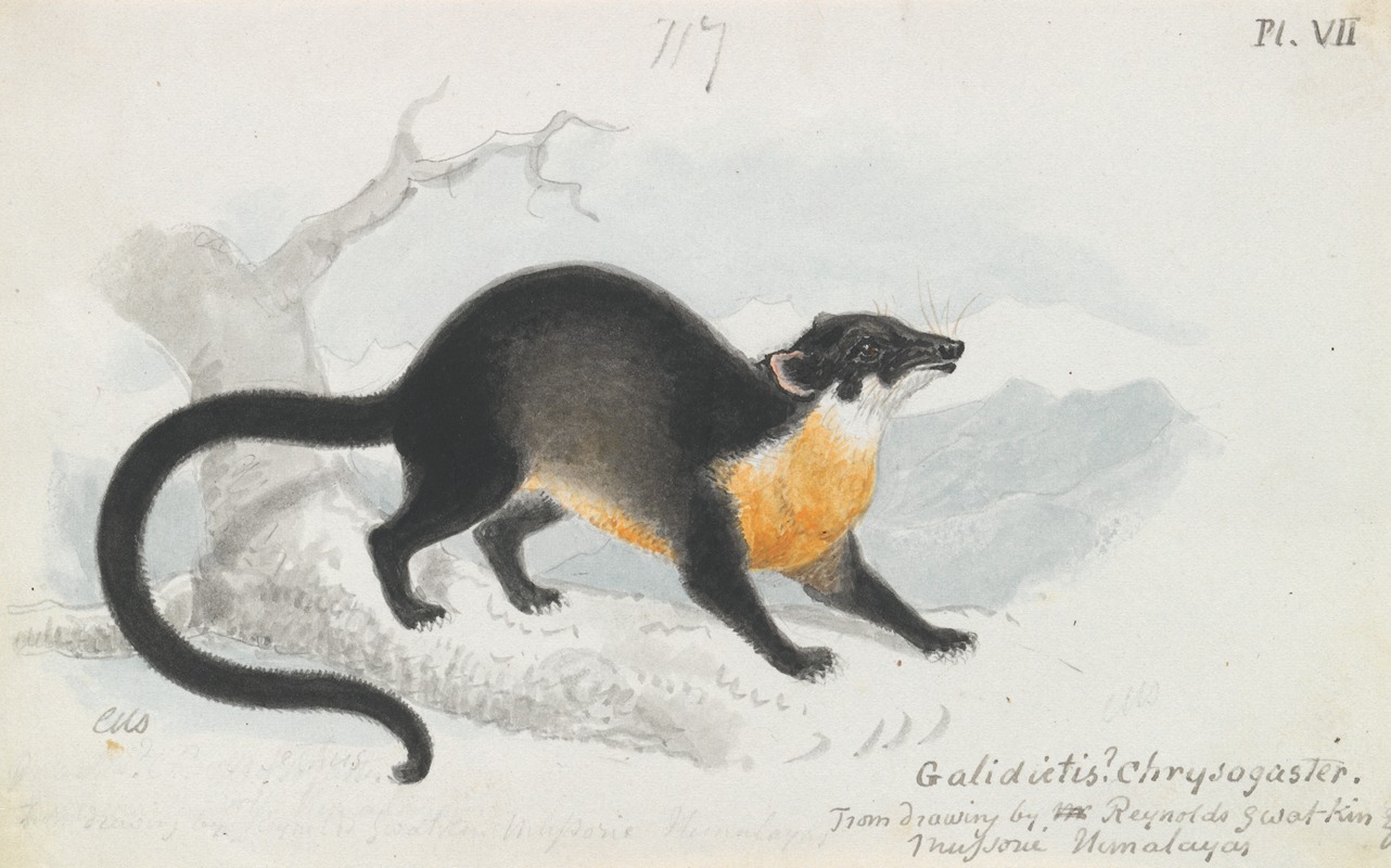 Asian Palm Civet by Чарльз Гамильтон Смит, 1837 — digital art print download