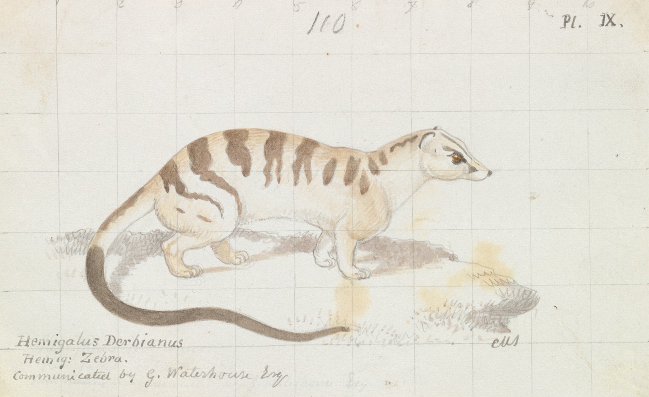 Banded Palm Civet by Чарльз Гамильтон Смит, 1837 — digital art print download