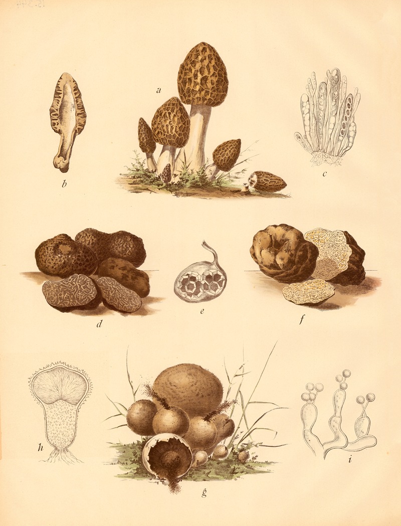 Speisemorchel Maitrüffel, Weisse Trüffe — C. Dietrich
