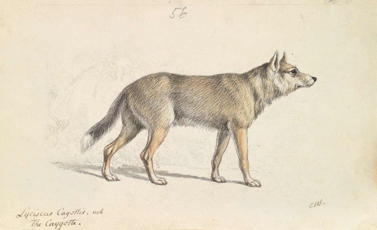 Coyote of Mexico — Чарльз Гамильтон Смит