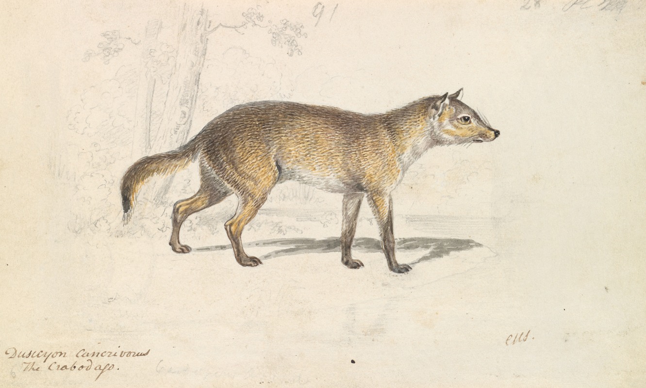 Crabodago Aguara Fox by Charles Hamilton Smith, 1837 — digital art print download
