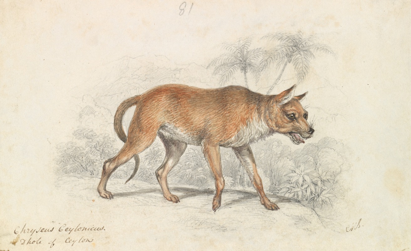 Dhole of Ceylon by Чарльз Гамильтон Смит, 1837 — digital art print download