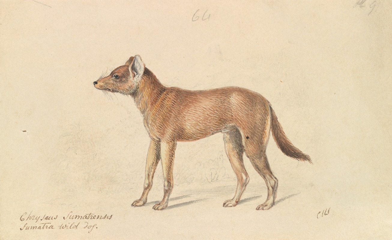 Dhole of Sumatra by Чарльз Гамильтон Смит, 1837 — digital art print download