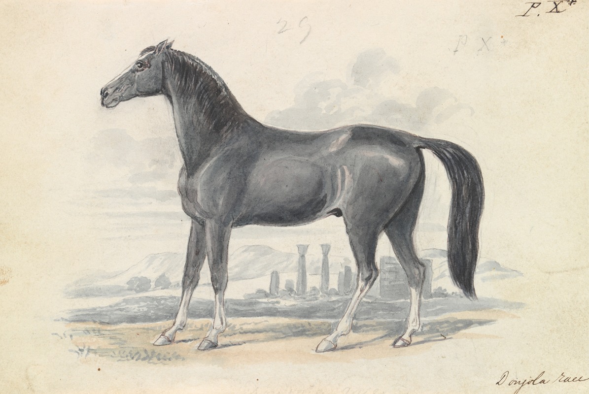 Dongola Horse by Чарльз Гамильтон Смит, 1837 — digital art print download