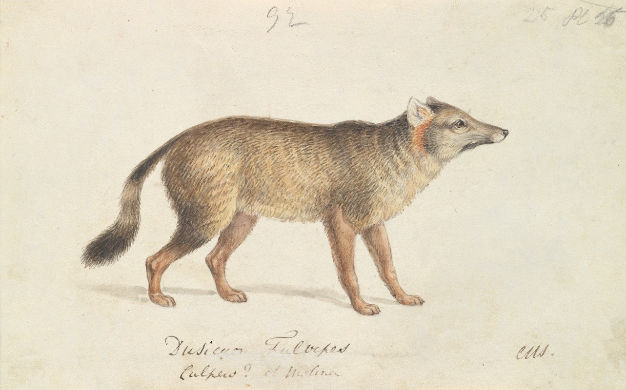 Dun-Footed Aguara-Dog by Чарльз Гамильтон Смит, 1837 — digital art print download