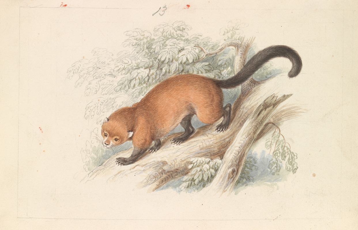 Eira Ferruginea – Gulo Castaneus Griffith's Cuvier by Чарльз Гамильтон Смит, 1837 — digital art print download