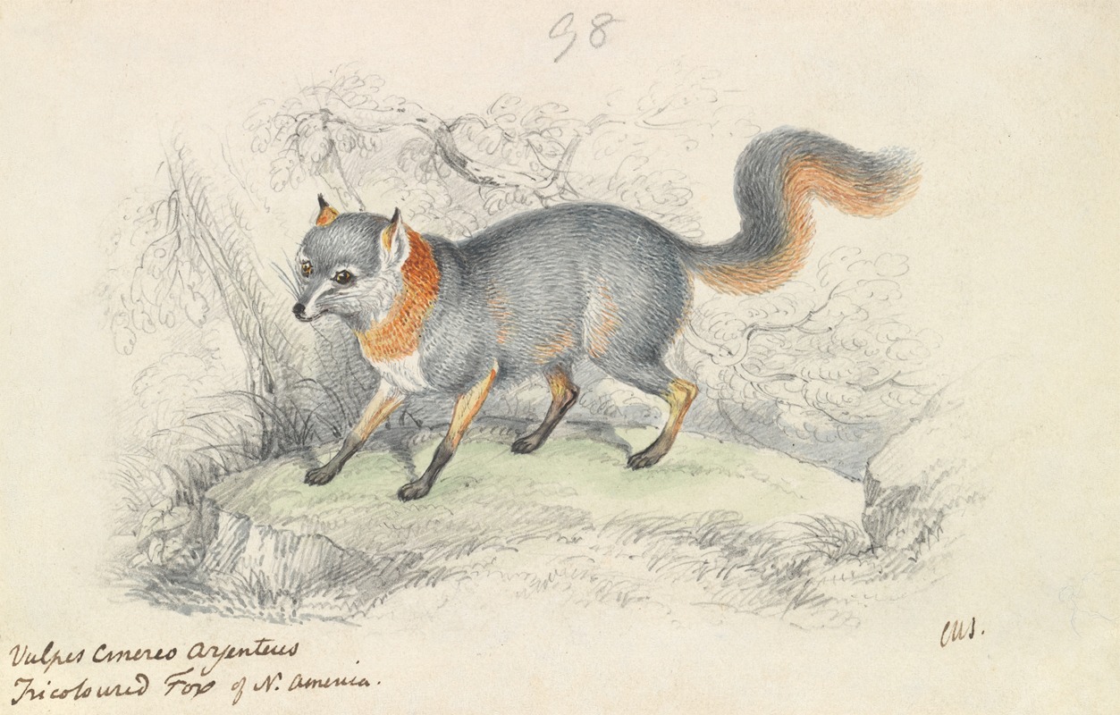 Gray Fox by Чарльз Гамильтон Смит, 1837 — digital art print download