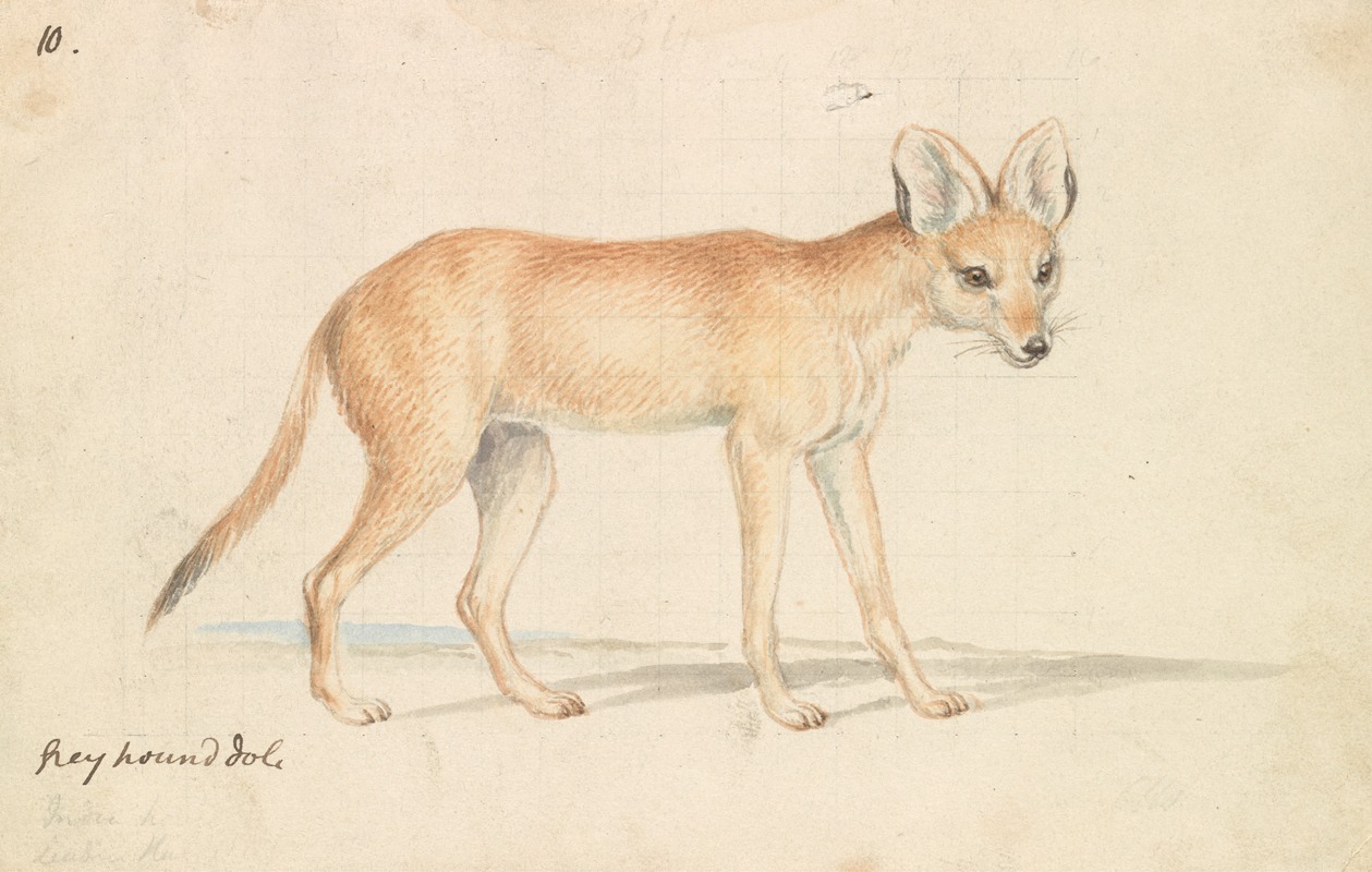 Greyhound Dhole by Чарльз Гамильтон Смит, 1837 — digital art print download