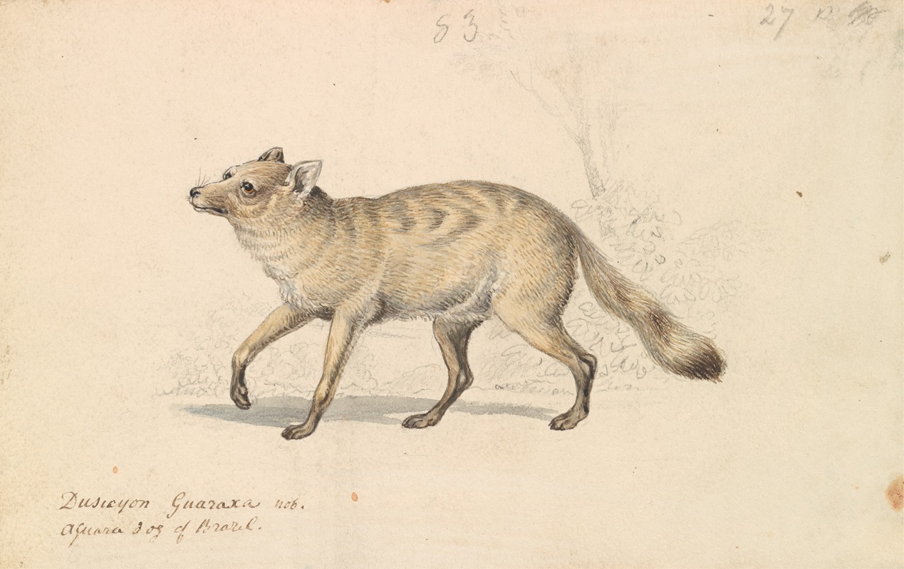 Guaraxa Aguara-Fox by Чарльз Гамильтон Смит, 1837 — digital art print download