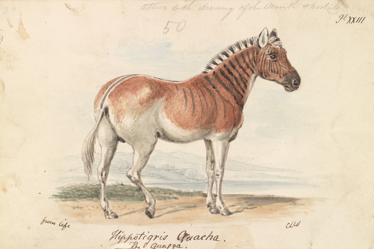 Hippotigris Quacha. by Charles Hamilton Smith, 1837 — digital art print download