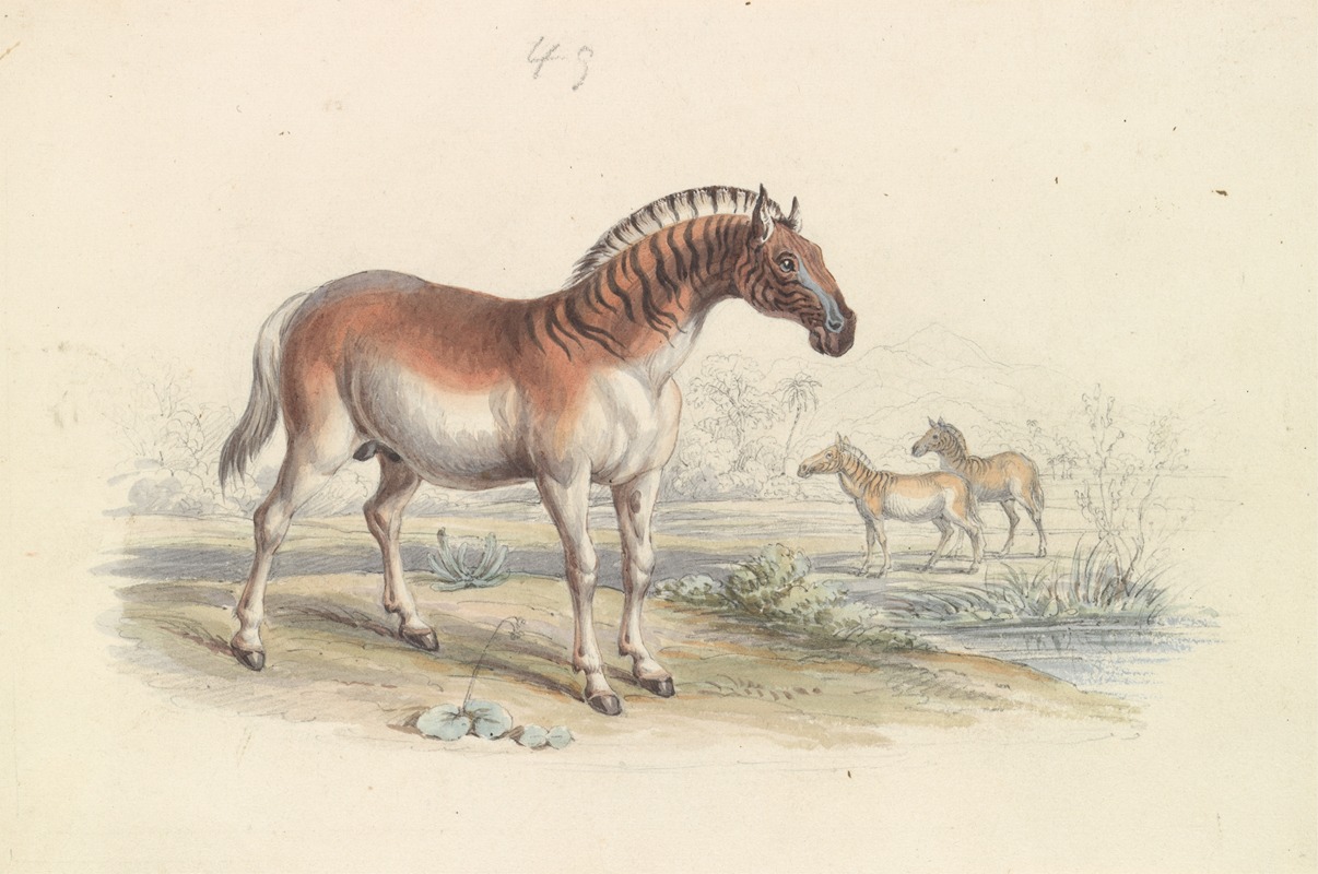 Hippotigris Quacha by Чарльз Гамильтон Смит, 1837 — digital art print download
