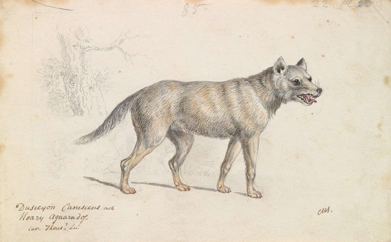 Hoary Aguara Dog by Чарльз Гамильтон Смит, 1837 — digital art print download