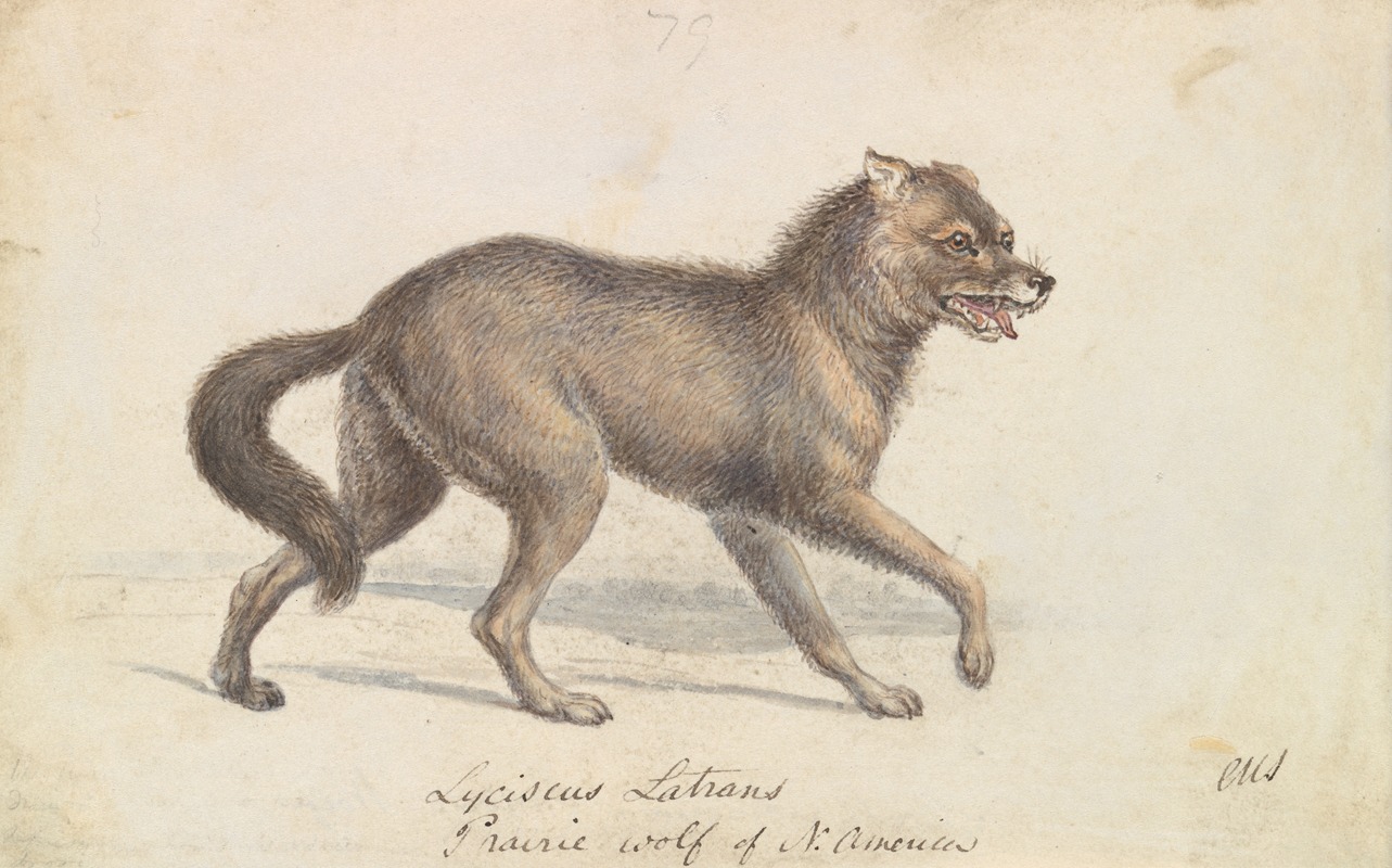 North American Prairie Wolf by Чарльз Гамильтон Смит, 1837 — digital art print download