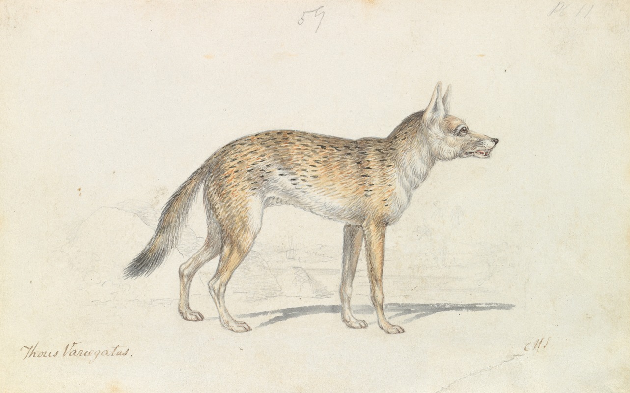 Painted Thous Dog by Чарльз Гамильтон Смит, 1837 — digital art print download