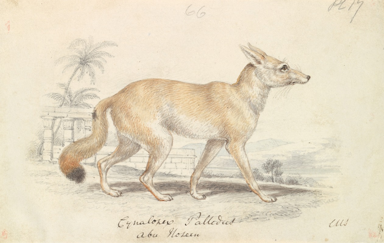 Pale Dog Fox by Charles Hamilton Smith, 1837 — digital art print download