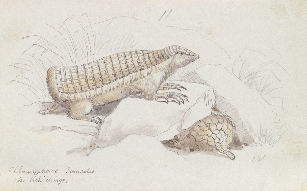 Pink Fairy Armadillo. by Чарльз Гамильтон Смит, 1837 — digital art print download