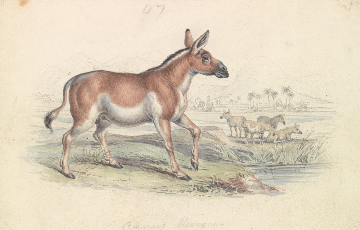 Quagga Male by Чарльз Гамильтон Смит, 1837 — digital art print download