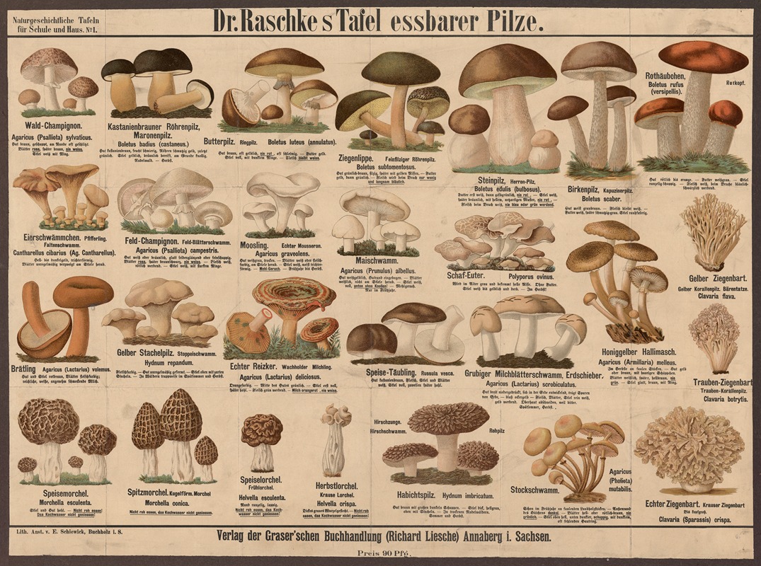 Edible mushrooms by Э. Шивик, 1909 — digital art print download