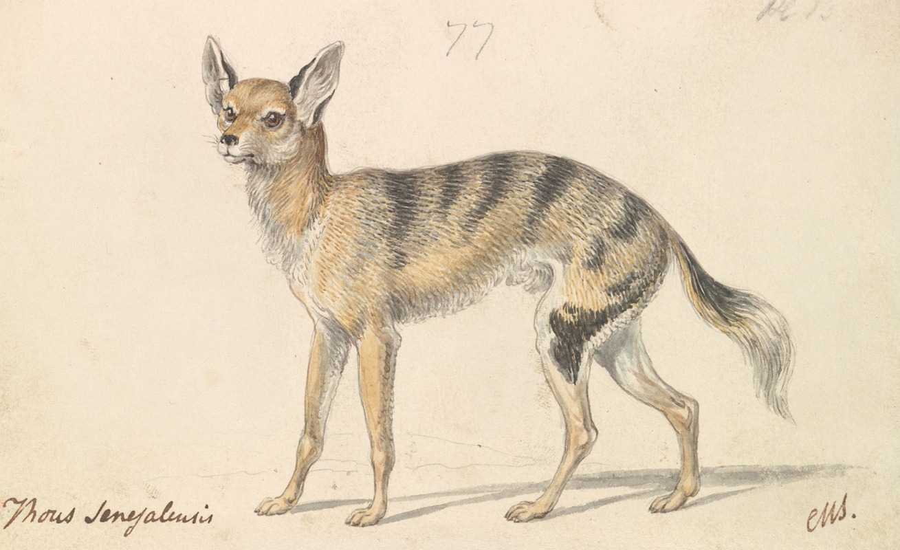 Senegalese Wolf or Grey Jackal by Чарльз Гамильтон Смит, 1837 — digital art print download