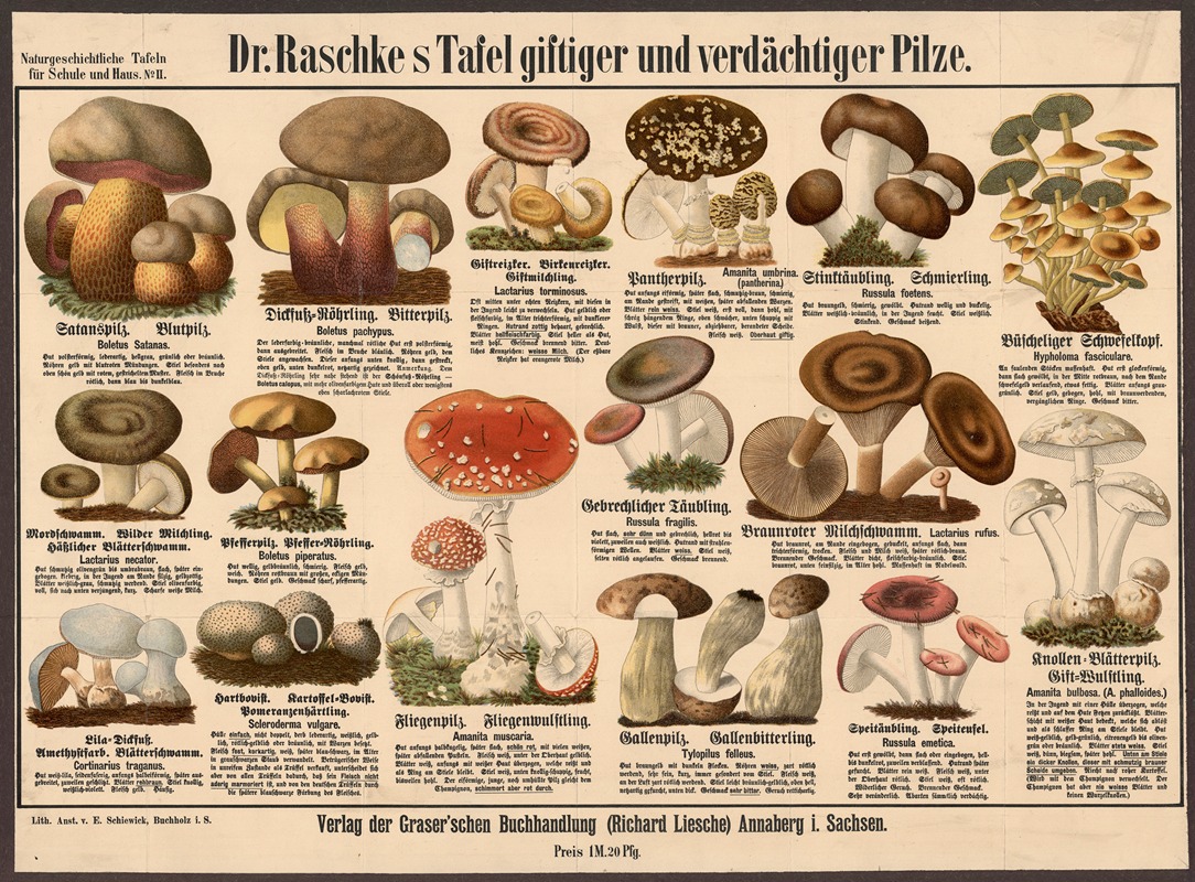 Poisonous and suspicious mushrooms — E. Schiewick