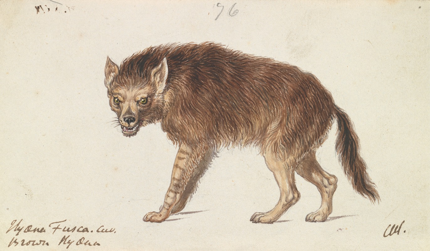 The Brown Hyena by Чарльз Гамильтон Смит, 1837 — digital art print download