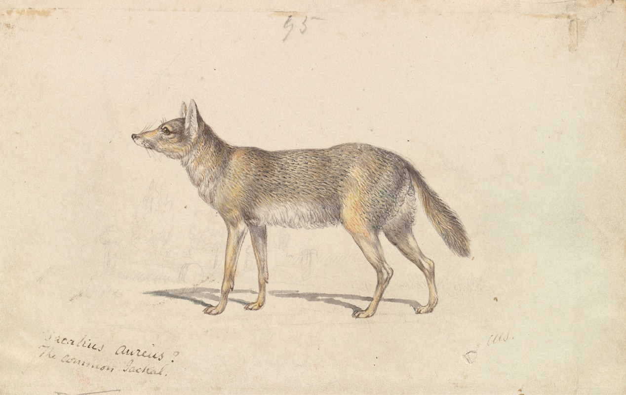 The Common Jackal by Чарльз Гамильтон Смит, 1837 — digital art print download