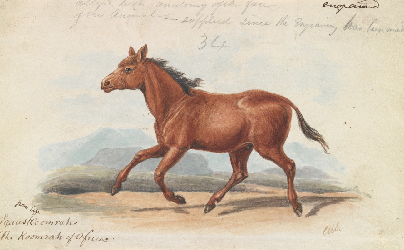 The Koomrah Horse by Чарльз Гамильтон Смит, 1837 — digital art print download
