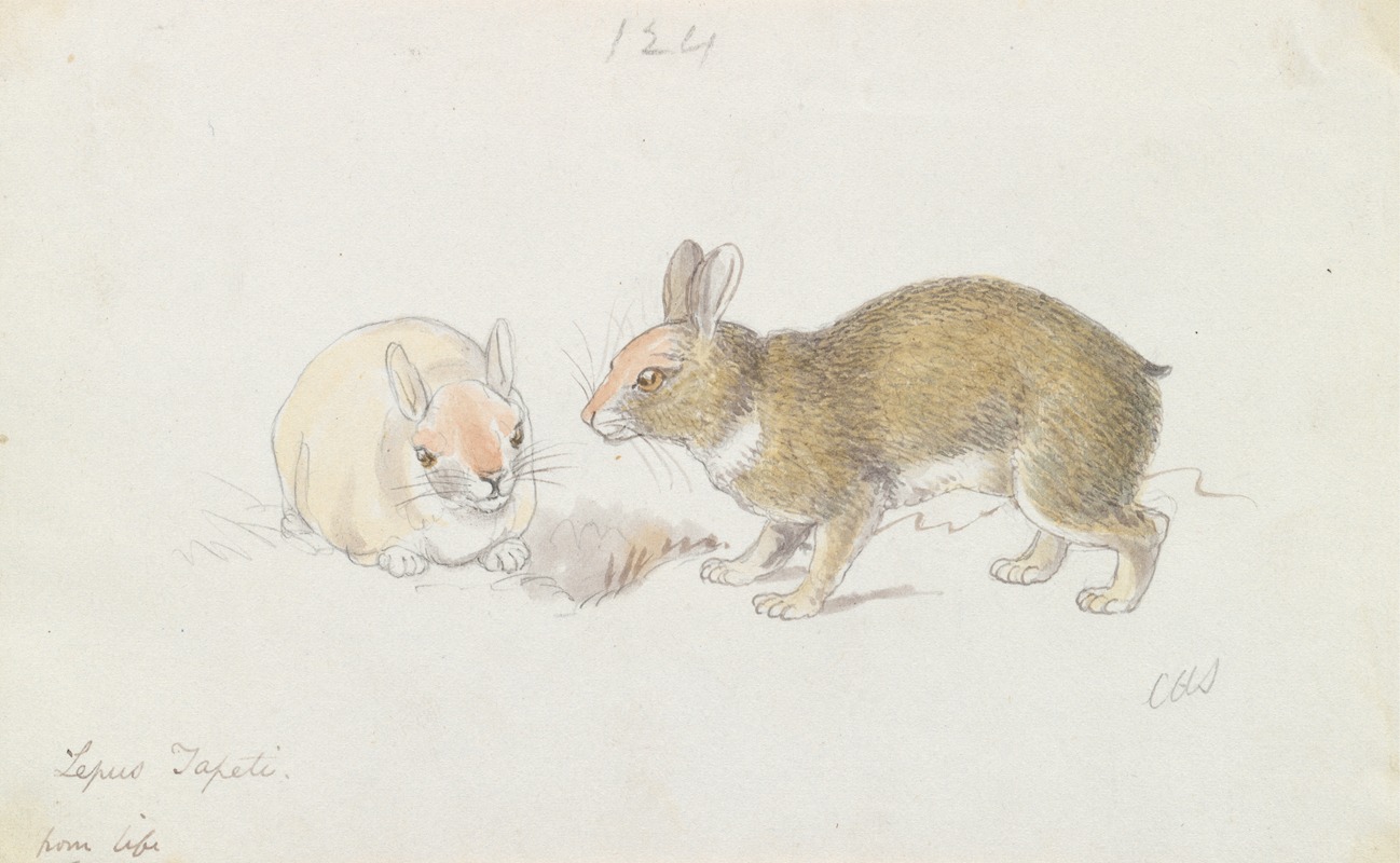 The Rabbit by Чарльз Гамильтон Смит, 1837 — digital art print download