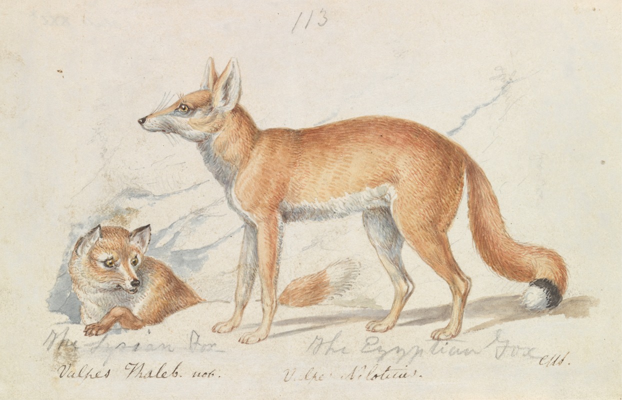 The Syrian Fox and The Egyptian Fox — Charles Hamilton Smith