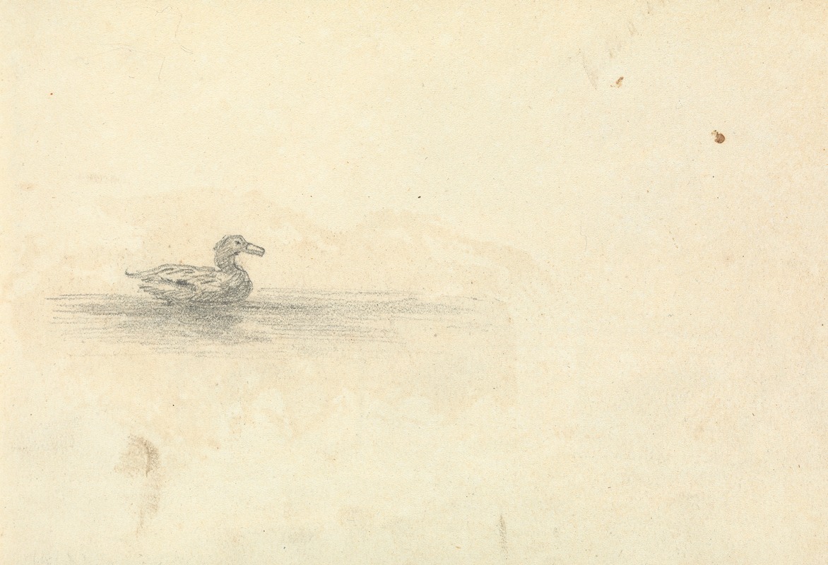 Sketch of a Duck — Томас Бредшоу